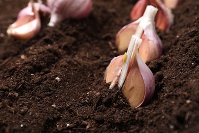 Photo of Vegetable planting. Cloves of garlic in fertile soil, closeup. Space for text