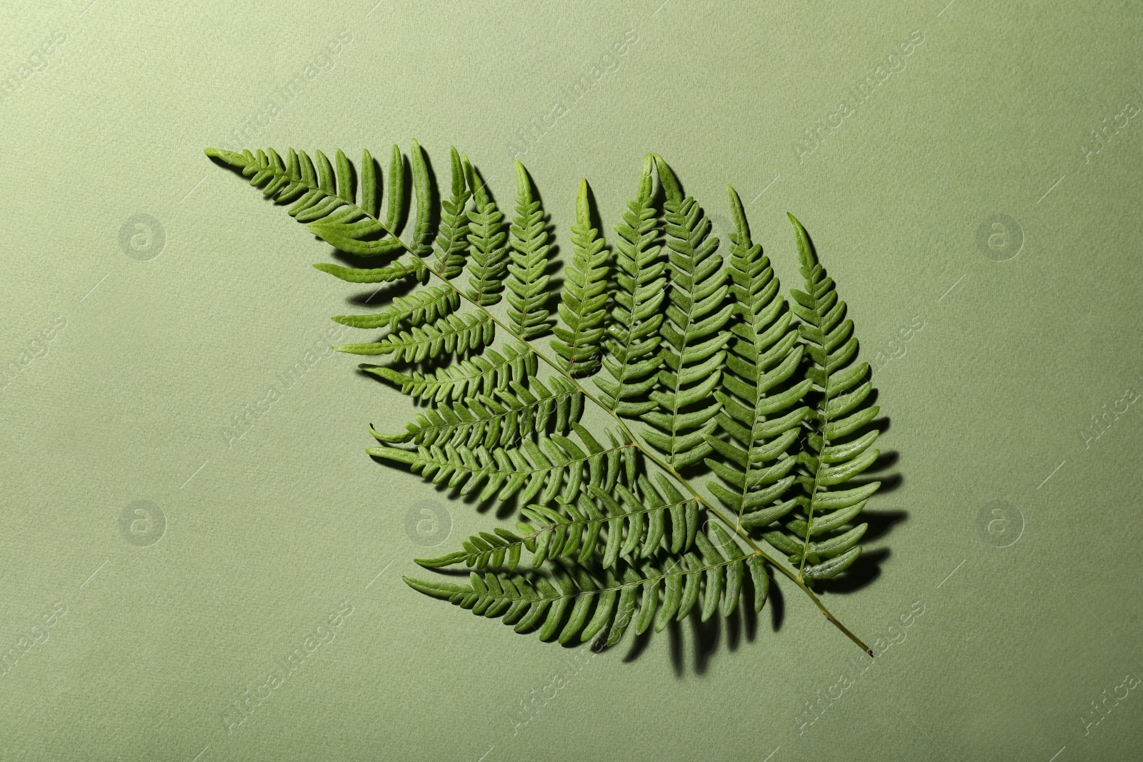 Photo of Beautiful tropical fern leaf on light green background, top view