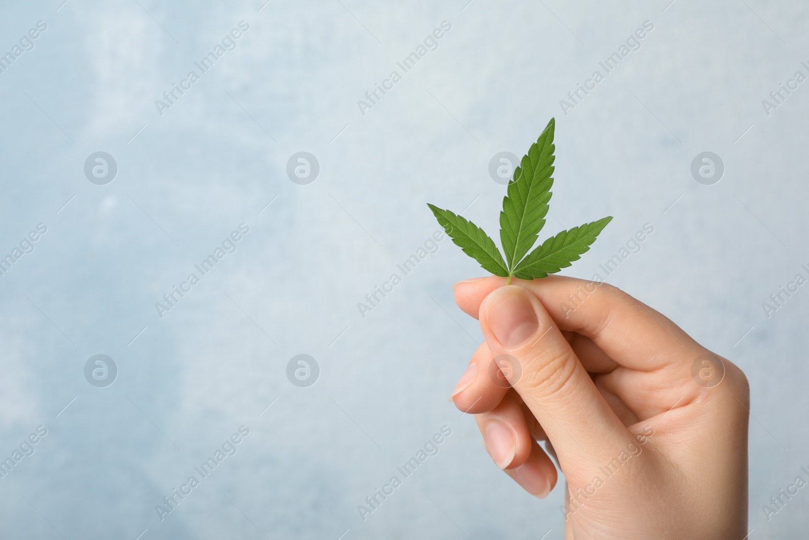 Photo of Woman holding hemp leaf on light blue background, closeup. Space for text