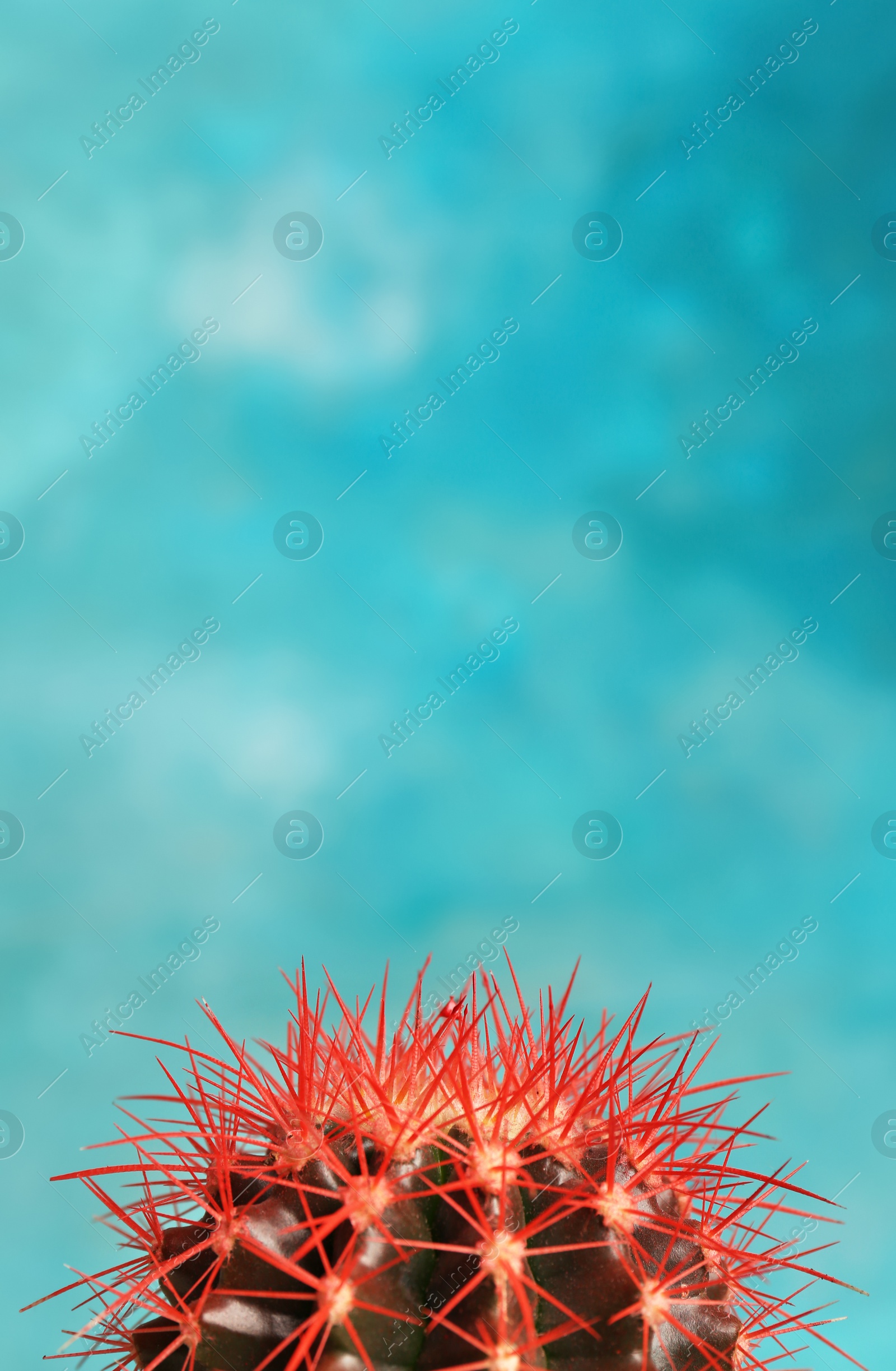 Photo of Beautiful cactus on color background