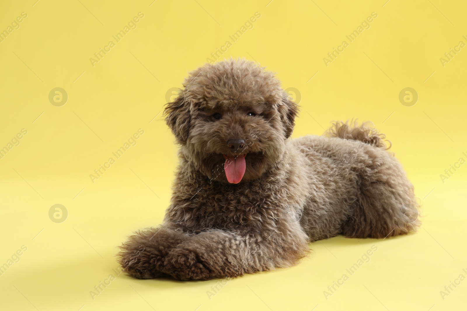 Photo of Cute Toy Poodle dog on yellow background