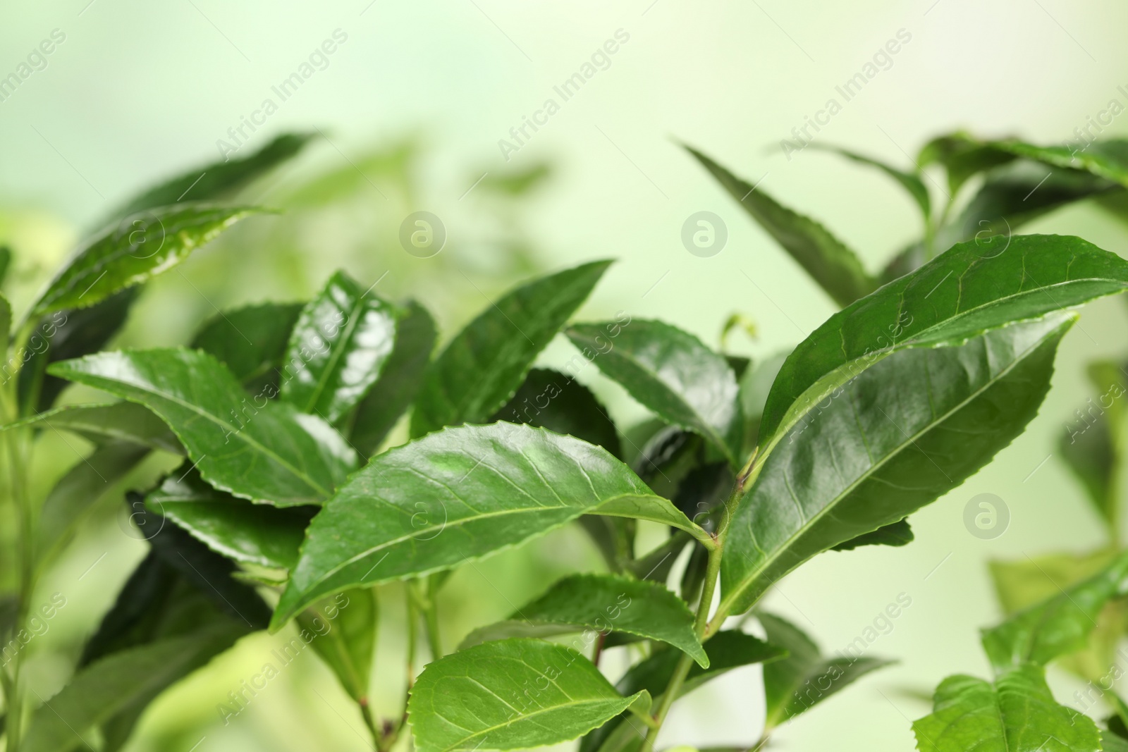 Photo of Green leaves of tea plant on blurred background