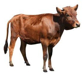 Image of Cute brown calf on white background. Animal husbandry
