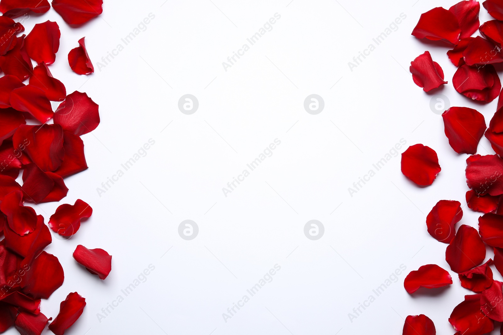 Photo of Beautiful red rose petals on white background, top view