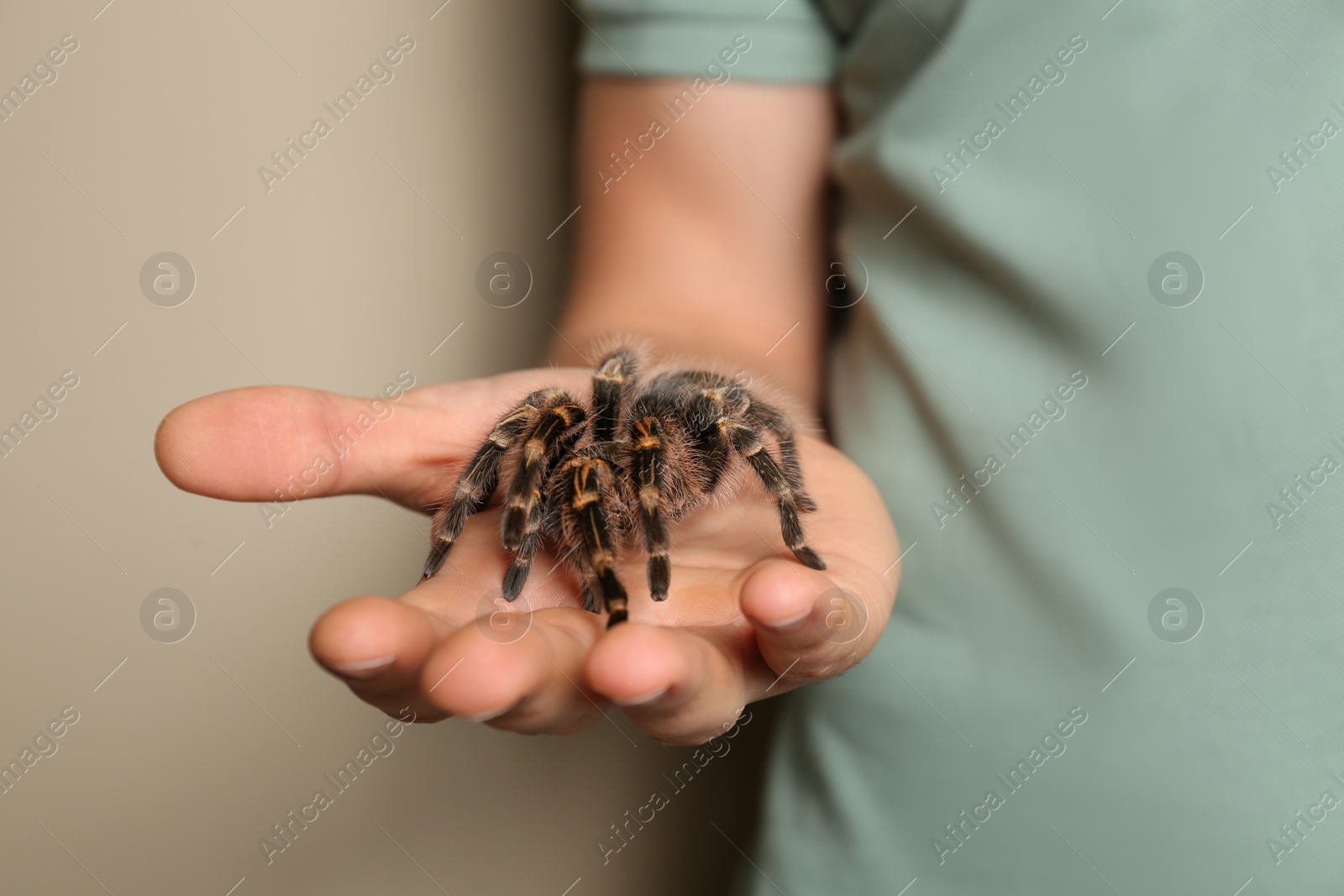 Photo of Man holding striped knee tarantula on beige background, closeup