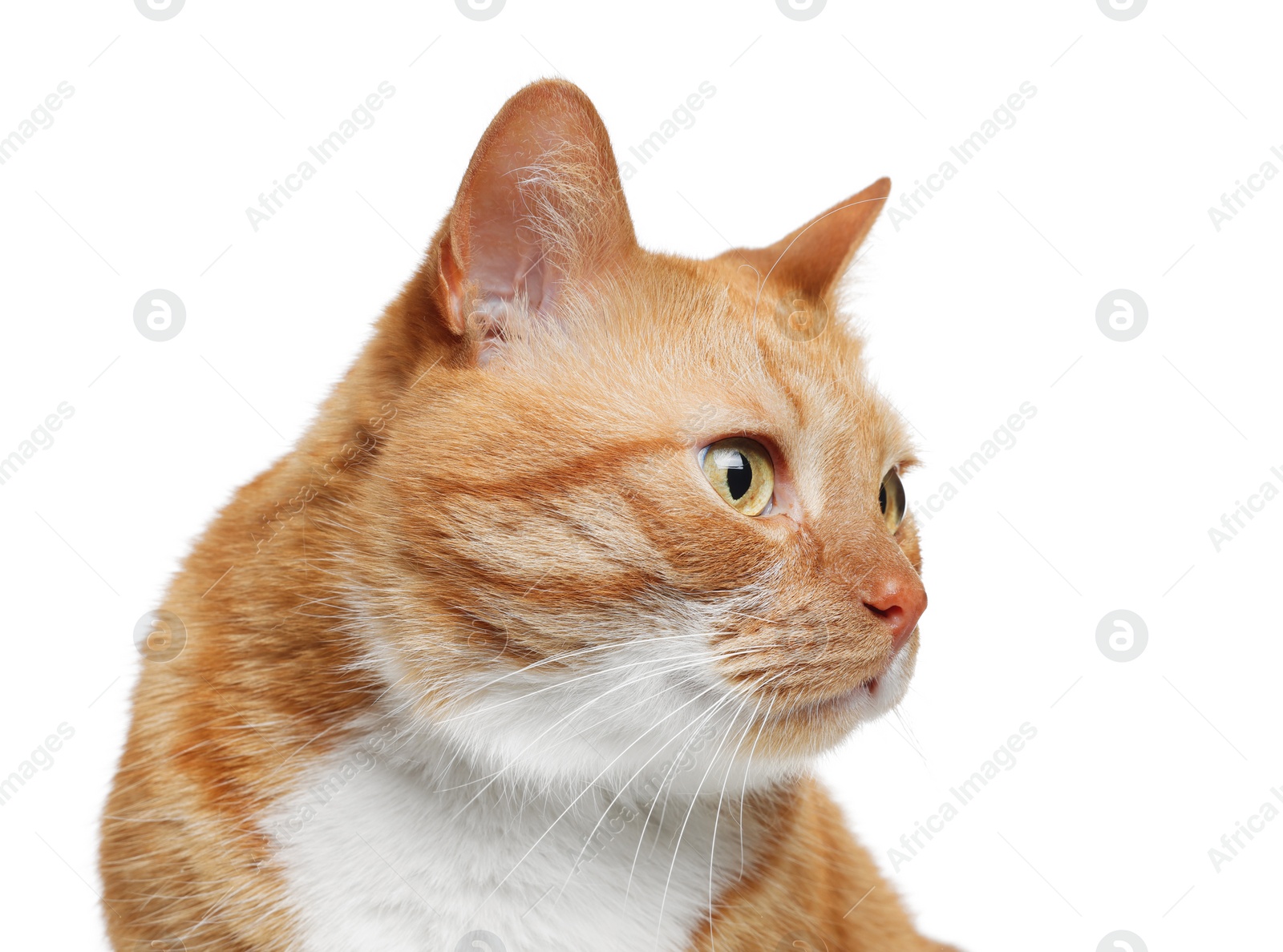 Photo of Cute ginger cat on white background. Adorable pet