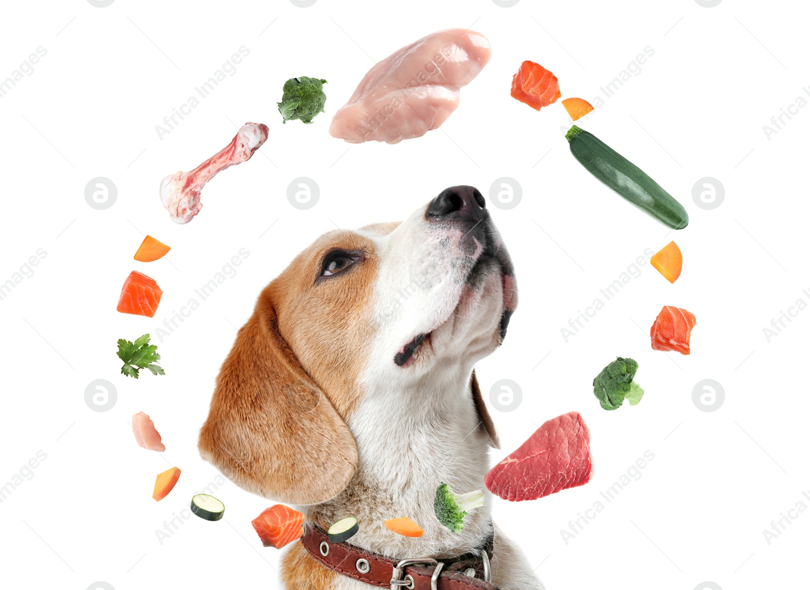 Image of Cute dog surrounded by fresh products rich in vitamins on white background. Healthy diet for pet