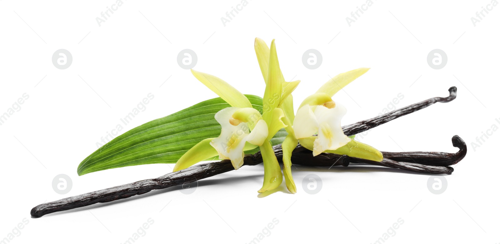 Photo of Vanilla pods, beautiful flowers and green leaf isolated on white