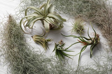 Photo of Different tillandsia plants on white wooden table, above view. House decor