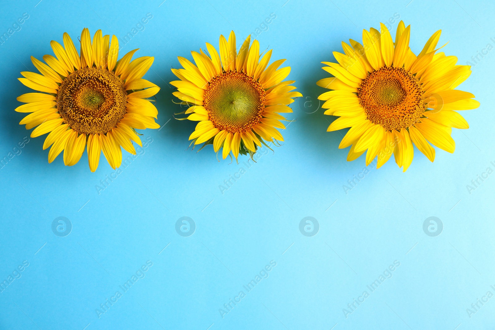 Photo of Beautiful bright sunflowers on light blue background, flat lay. Space for text