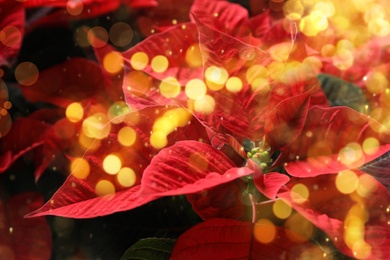 Image of Traditional Christmas poinsettia flower as background, closeup. Bokeh effect on foreground