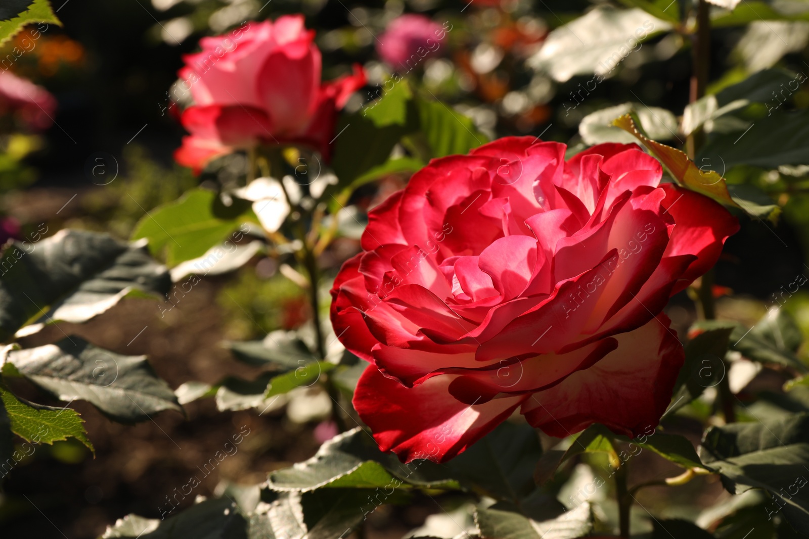 Photo of Beautiful roses blooming on sunny day outdoors, closeup. Space for text