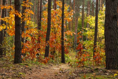 Trail and beautiful trees in forest. Autumn season