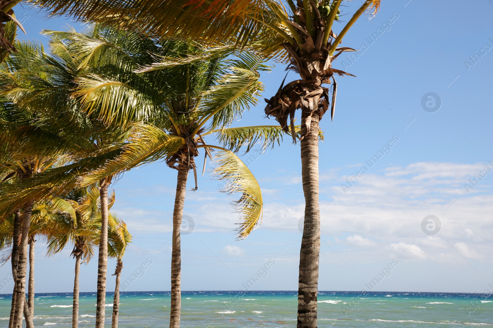 Photo of Beautiful palm trees near sea on sunny day