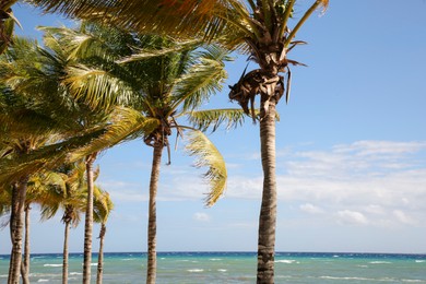 Beautiful palm trees near sea on sunny day