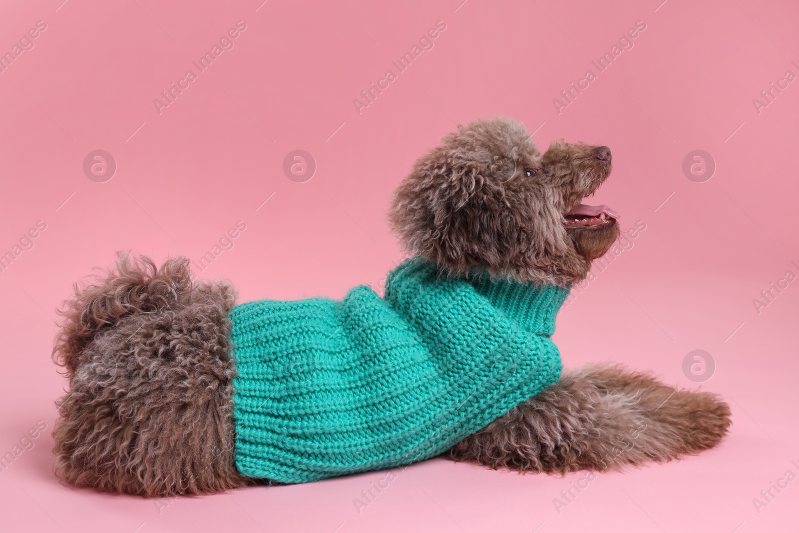 Photo of Cute Toy Poodle dog in knitted sweater on pink background