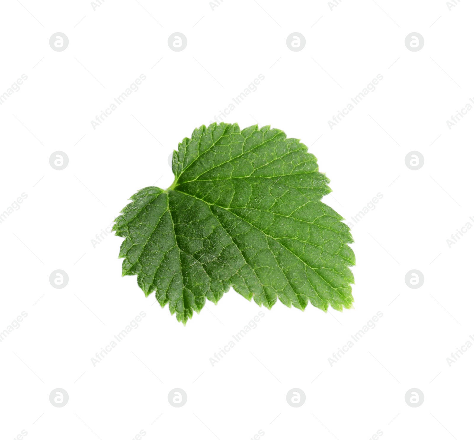 Photo of Green leaf of red currant isolated on white