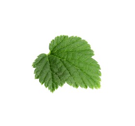 Photo of Green leaf of red currant isolated on white