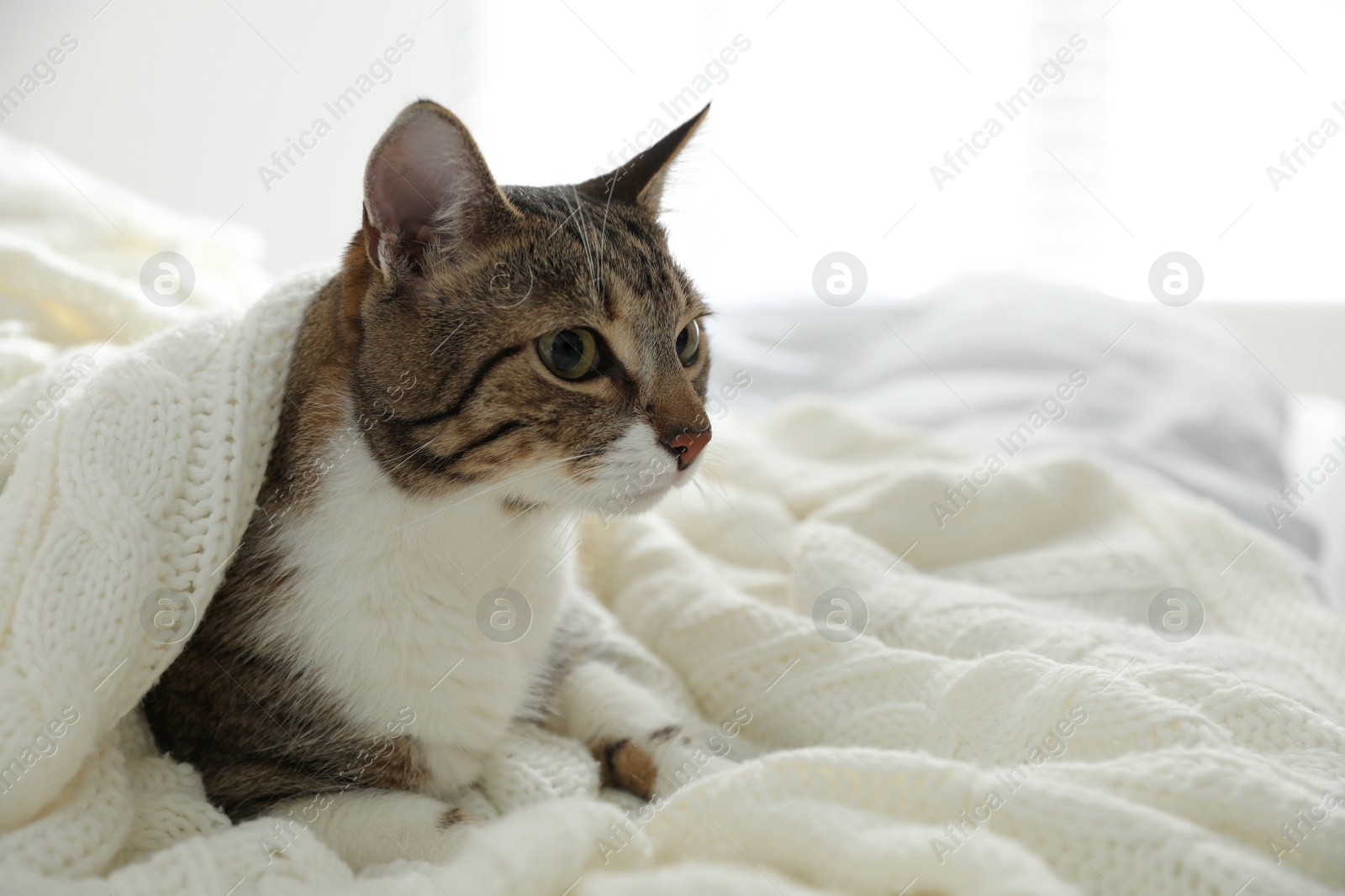 Photo of Adorable cat under plaid on bed at home