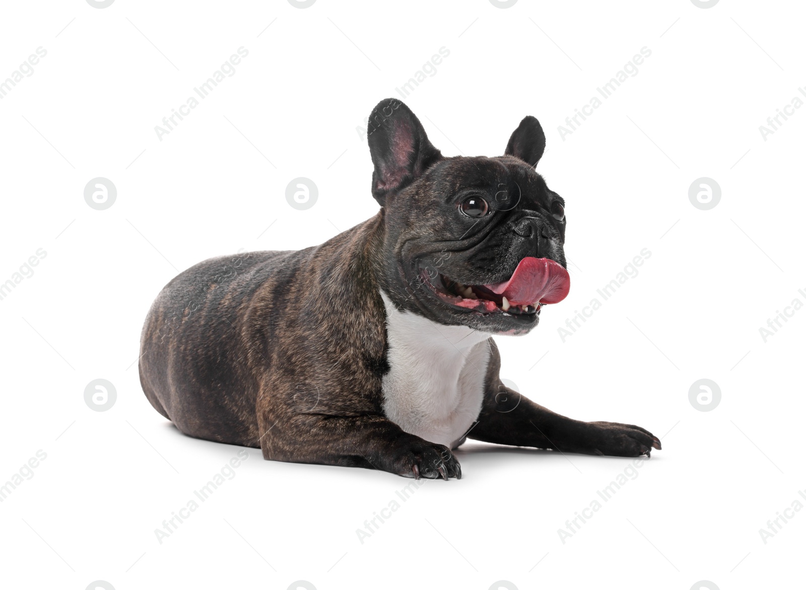 Photo of Adorable French Bulldog on white background. Lovely pet