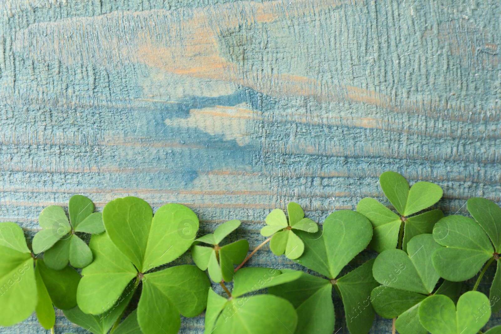 Photo of Clover leaves on blue wooden table, flat lay with space for text. St. Patrick's Day symbol