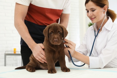 Photo of Man with his pet visiting veterinarian in clinic. Doc examining Labrador puppy