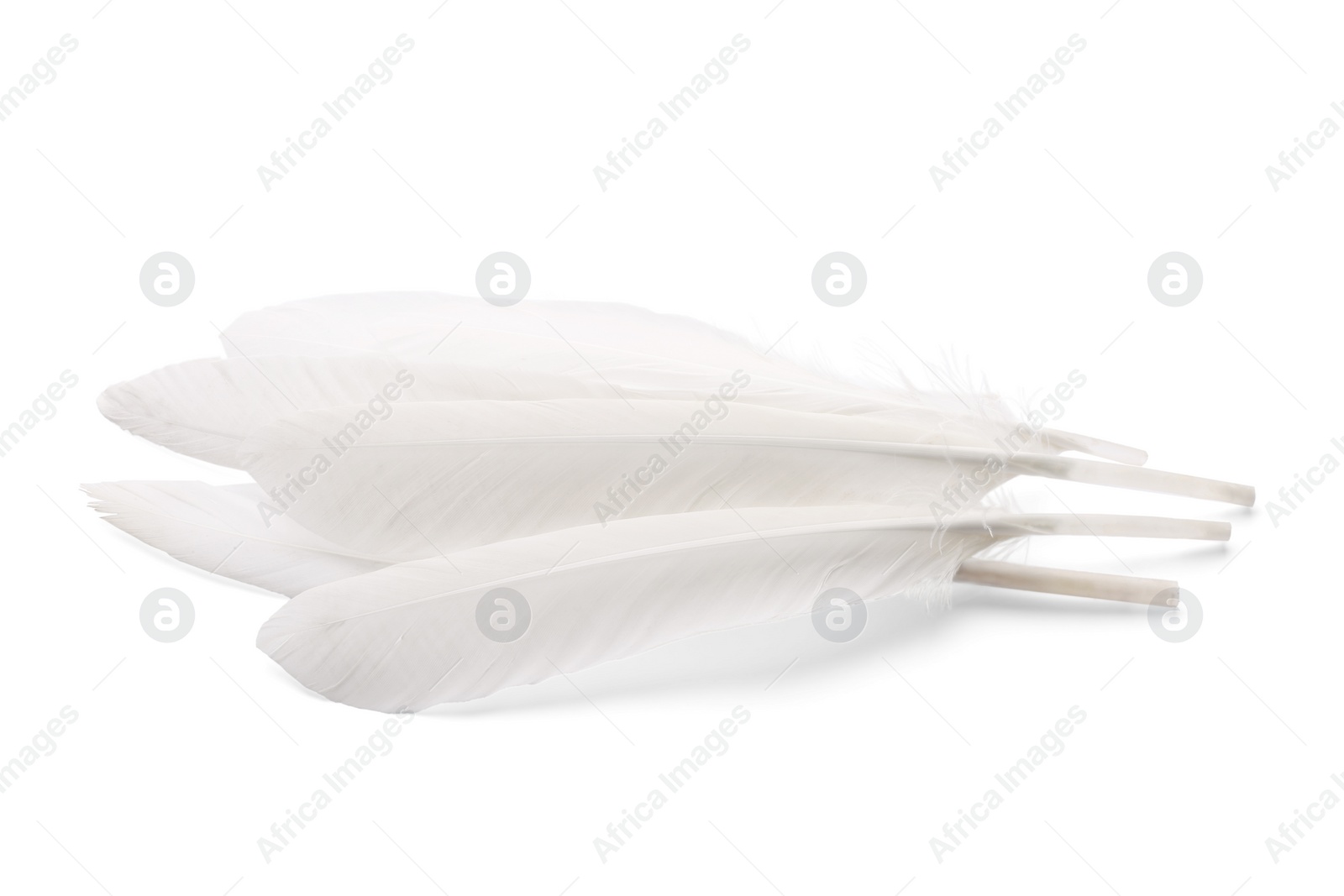 Photo of Many fluffy beautiful feathers on white background