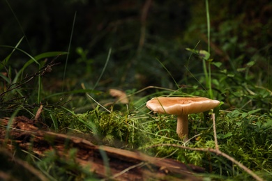 Photo of Beautiful small mushroom growing in forest, closeup