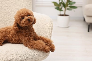Photo of Cute Maltipoo dog resting on armchair at home, space for text. Lovely pet