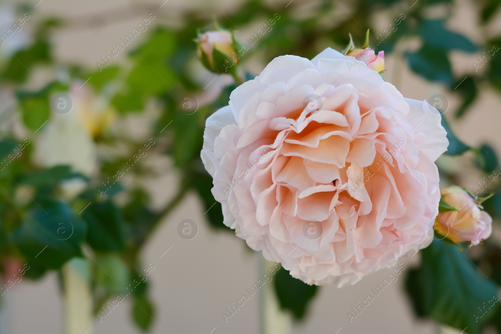 Photo of Beautiful blooming rose bush outdoors, closeup. Space for text