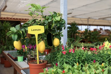 Lemon tree with ripe fruits and beautiful blooming plants in garden center