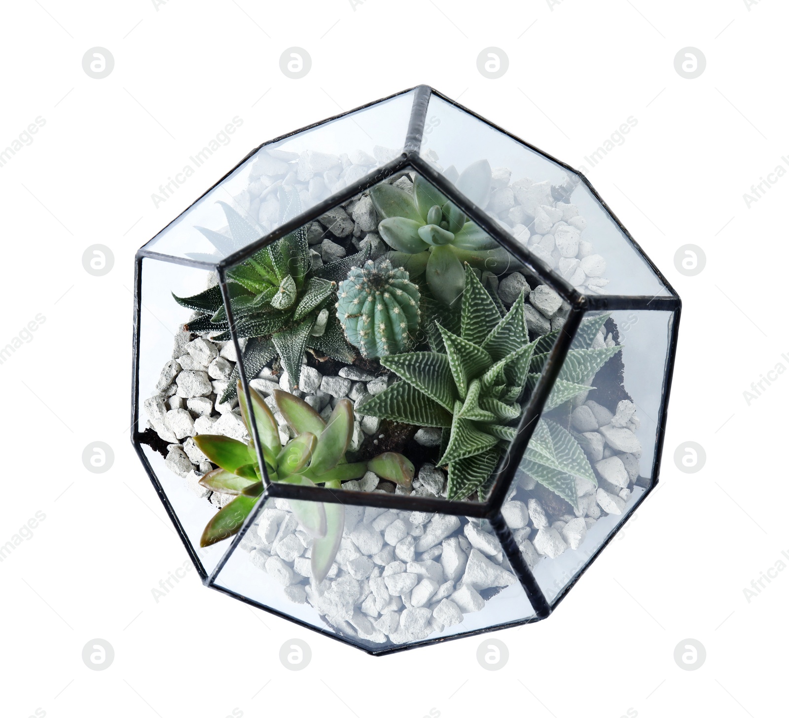 Photo of Glass florarium vase with succulents and cactus on white background, top view. Home plants