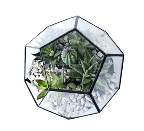 Photo of Glass florarium vase with succulents and cactus on white background, top view. Home plants