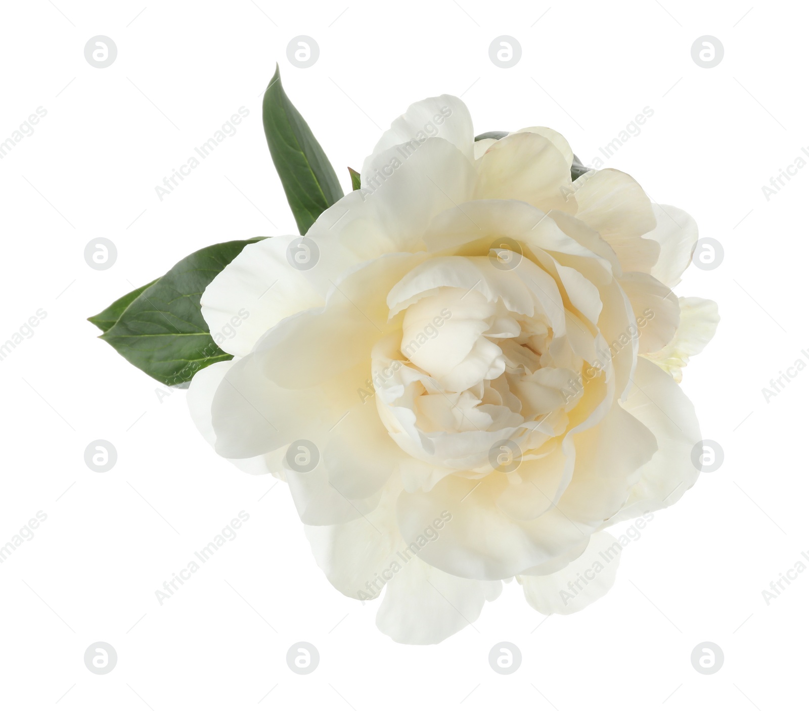 Photo of Beautiful fragrant peony flower isolated on white