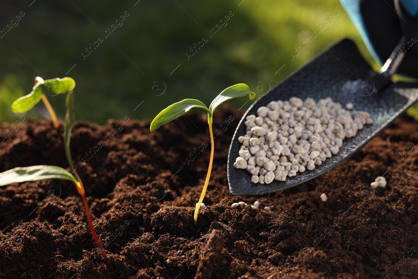 Photo of Fertilizing soil with growing young sprouts outdoors, closeup