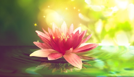 Image of Fantastic lotus flower with sparks on water surface