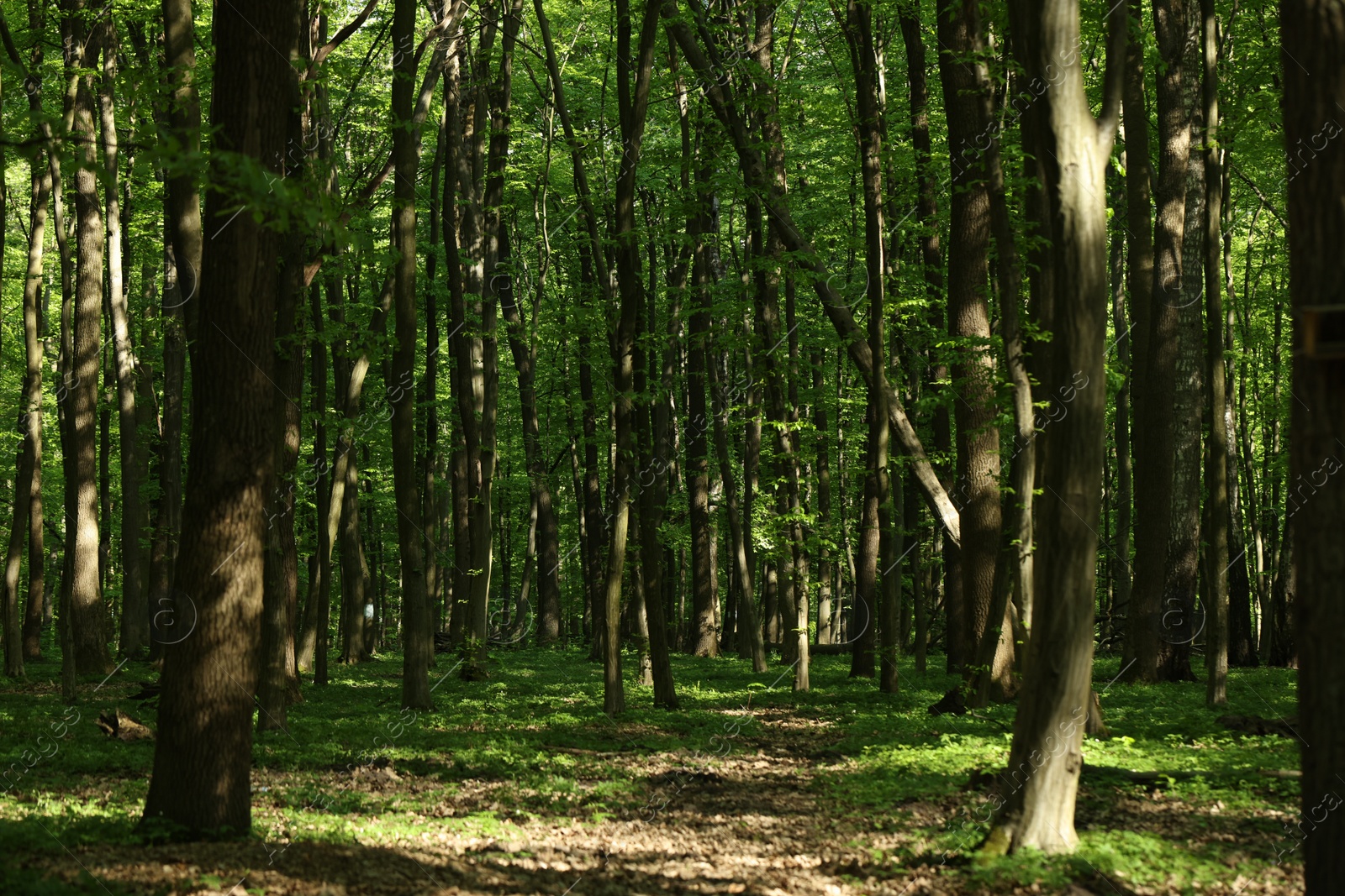 Photo of Beautiful green trees on sunny day in forest