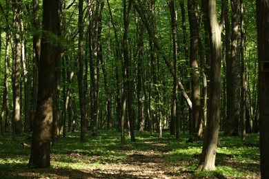 Beautiful green trees on sunny day in forest