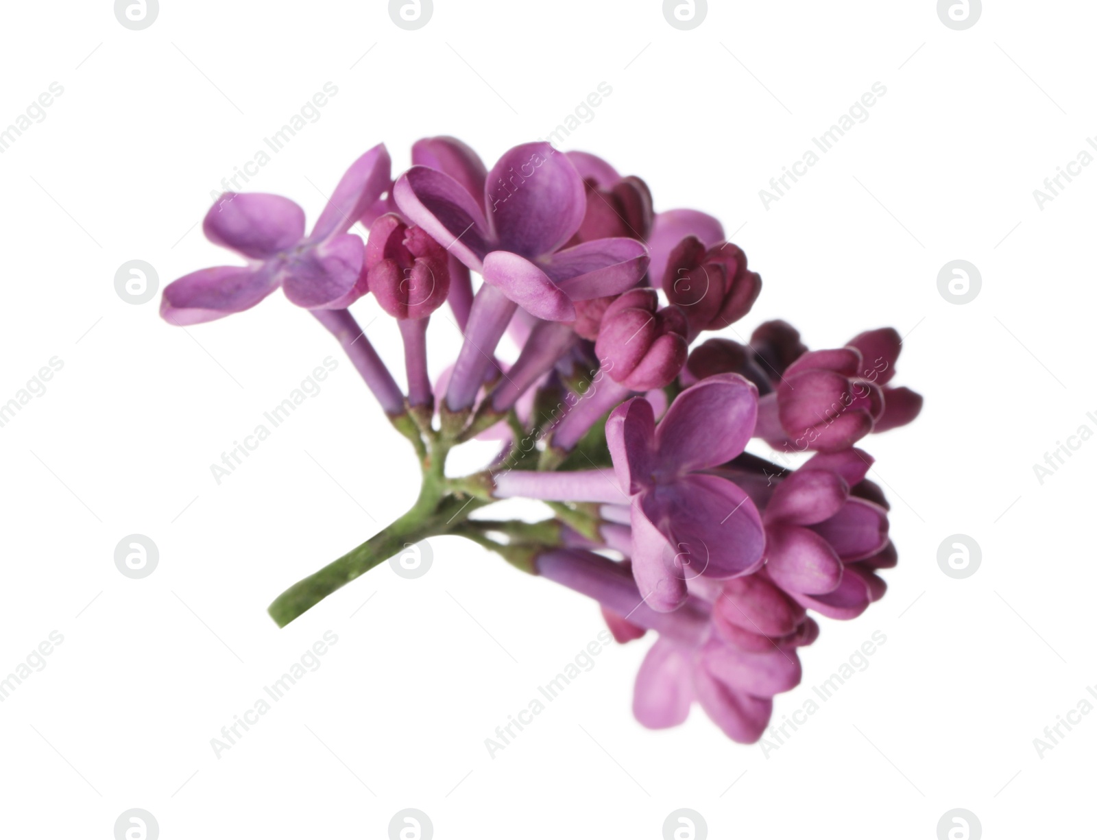 Photo of Beautiful purple lilac blossom isolated on white