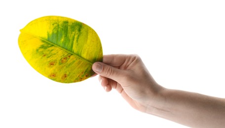 Photo of Woman holding leaf with blight disease on white background, closeup