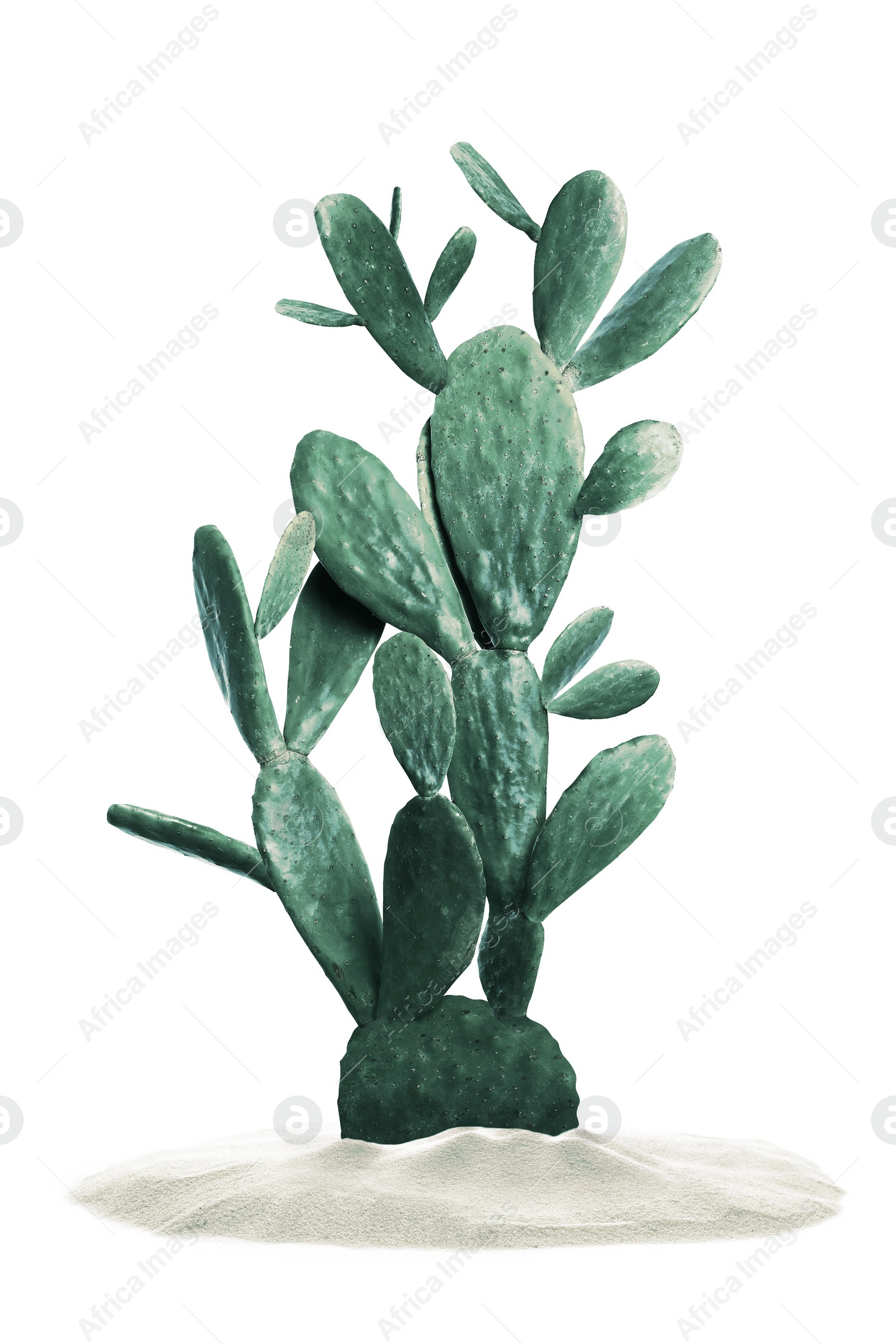 Image of Beautiful big cactus in sand on white background. Color toned