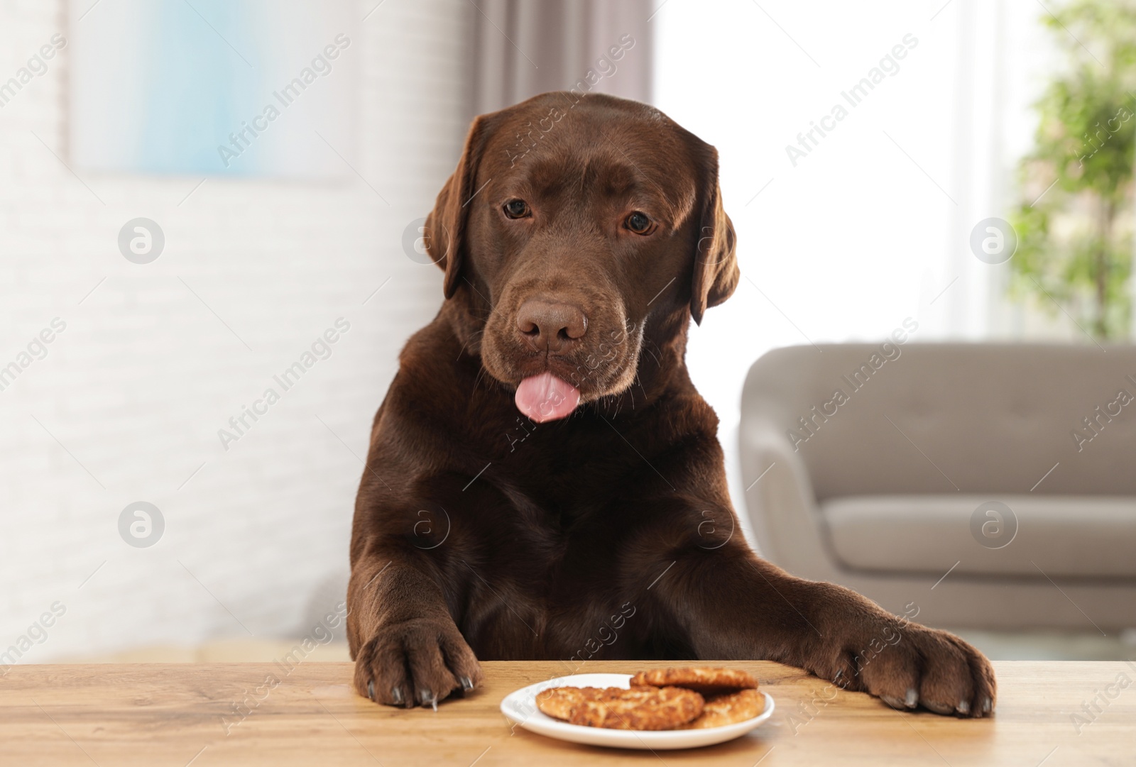 Photo of Chocolate labrador retriever at table with plate of cookies indoors