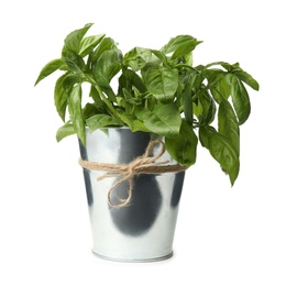 Photo of Lush green basil in pot isolated on white