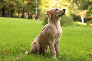 Cute Labrador Retriever puppy sitting on green grass in park