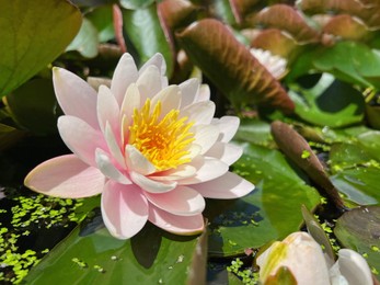 Photo of Gorgeous blooming water lily in pond on sunny day