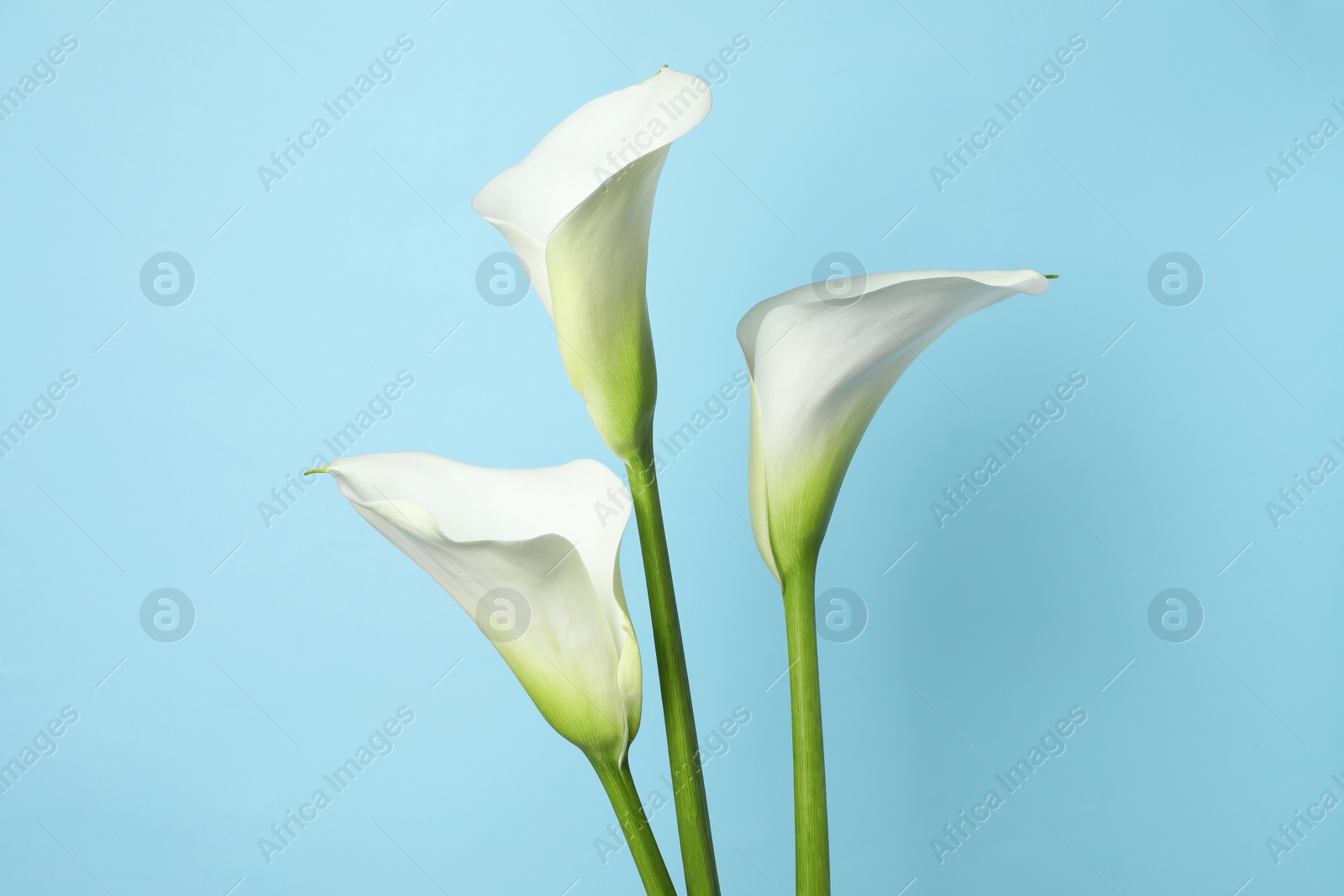 Photo of Beautiful calla lily flowers on light blue background