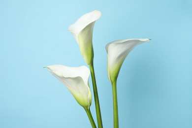 Beautiful calla lily flowers on light blue background