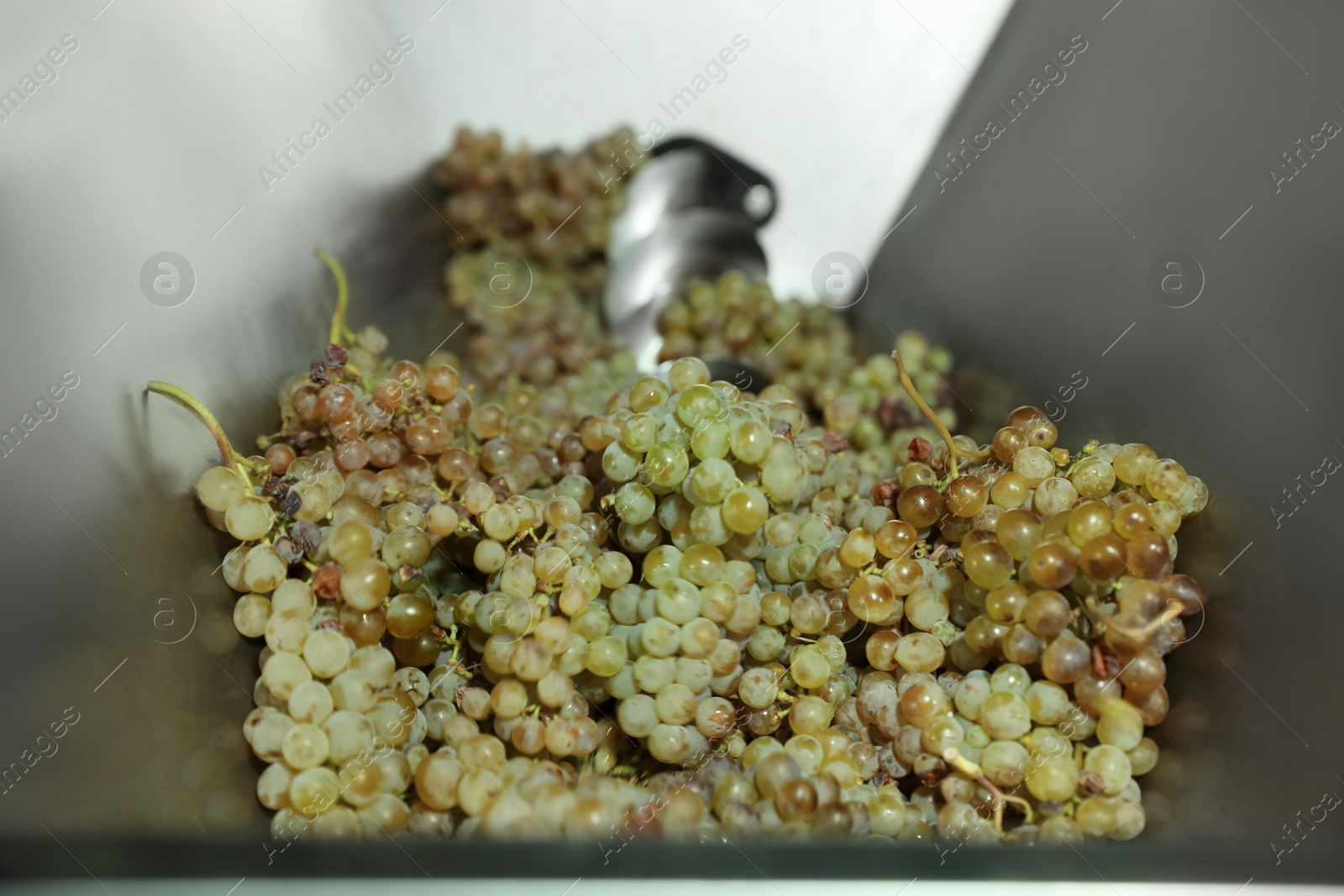 Photo of Fresh ripe grapes in crusher, closeup. Winemaking process