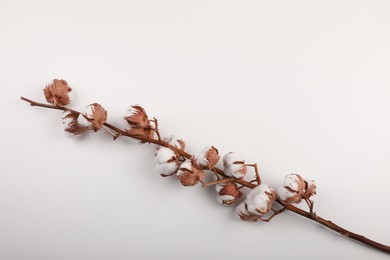 Dry cotton branch with fluffy flowers on white background, top view