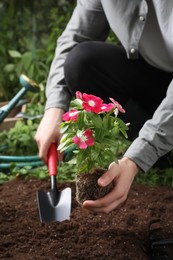 Man transplanting beautiful pink vinca flower into soil in garden, closeup